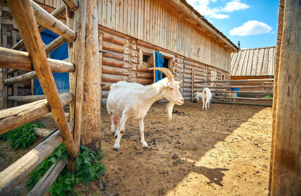 Girl & the Goat