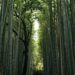 Kitcho Arashiyama