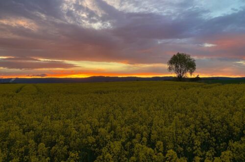 Field