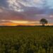 Field