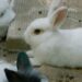 White Rabbit